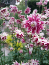 Load image into Gallery viewer, Columbine: Double Red/White - seeds