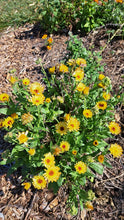 Load image into Gallery viewer, Calendula: Creme de la Creme - seeds