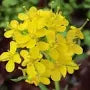 Load image into Gallery viewer, Yellow Mustard - seeds