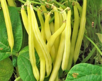 Beans: Beurre de Rocquencourt - seeds
