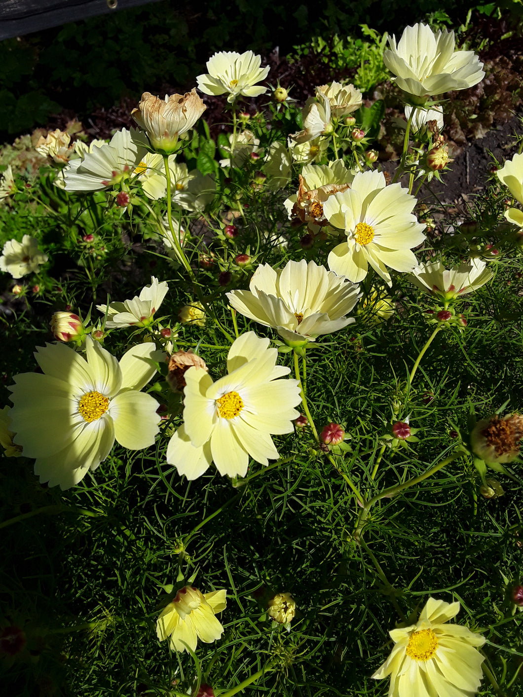 Cosmos: Xanthos - seeds