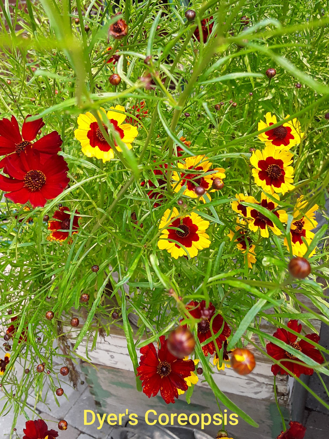 Dyer's Coreopsis - seeds