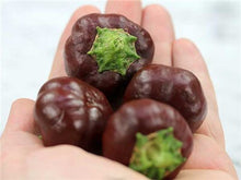 Load image into Gallery viewer, Peppers, Sweet: Mixed Chocolate and Red Mini - seeds