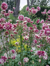 Load image into Gallery viewer, Columbine: Double Red/White - seeds
