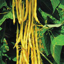 Beans: Neckar Gold - seeds