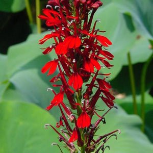 Cardinal Flower - seedling