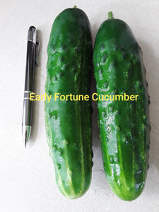 Cucumber: Early Fortune - seeds