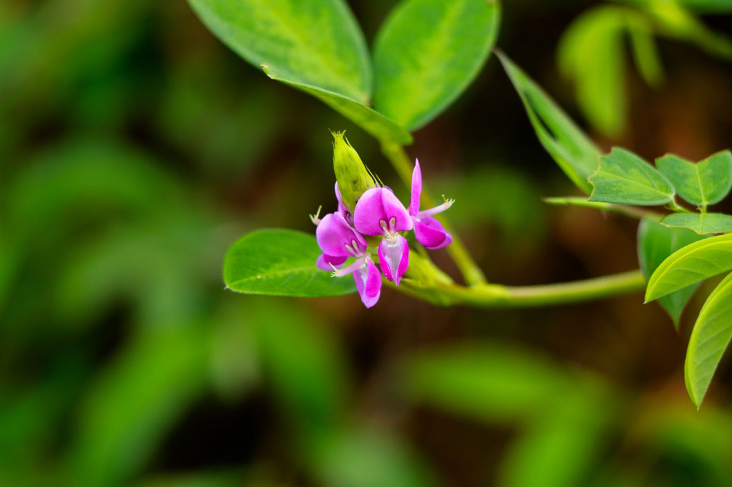 Desmodium - seeds