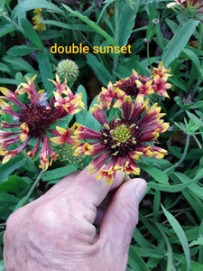 Gaillardia: Double Sunset - seeds
