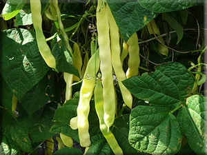 Beans: Gold Marie - seeds