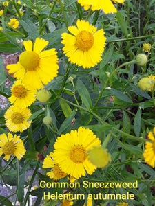 Helenium Autumnal (aka Common Sneezeweed) - seeds
