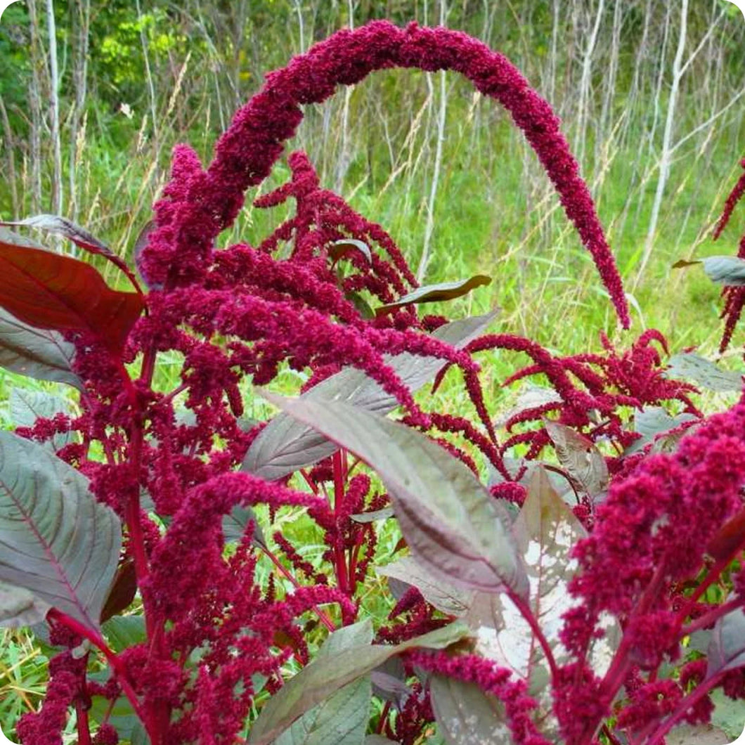 Amaranth: Hopi Red Dye - seeds