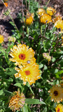 Load image into Gallery viewer, Calendula: Creme de la Creme - seeds
