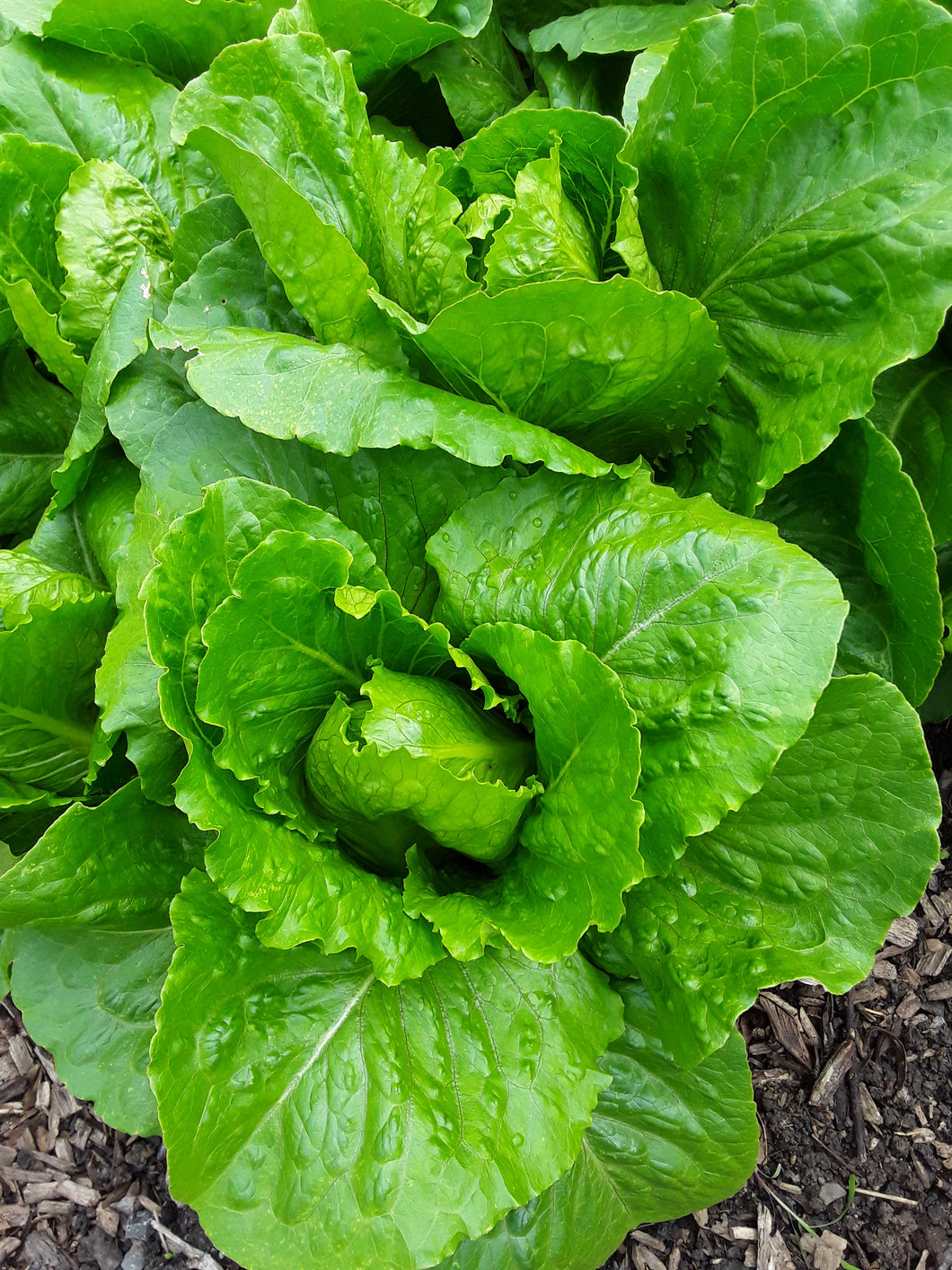 Lettuce: Arroyo - seeds