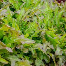 Lettuce: Bronze Beauty - seeds