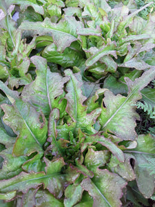 Lettuce: Cocarde - seeds