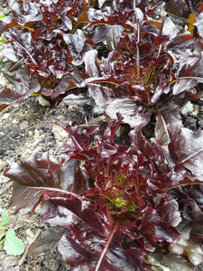 Lettuce: Lunix - seeds