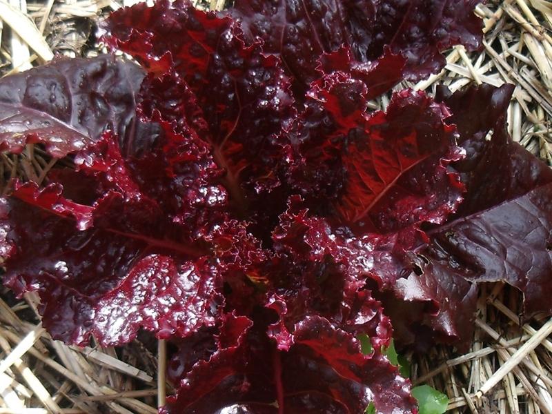 Lettuce: Merlot - seeds