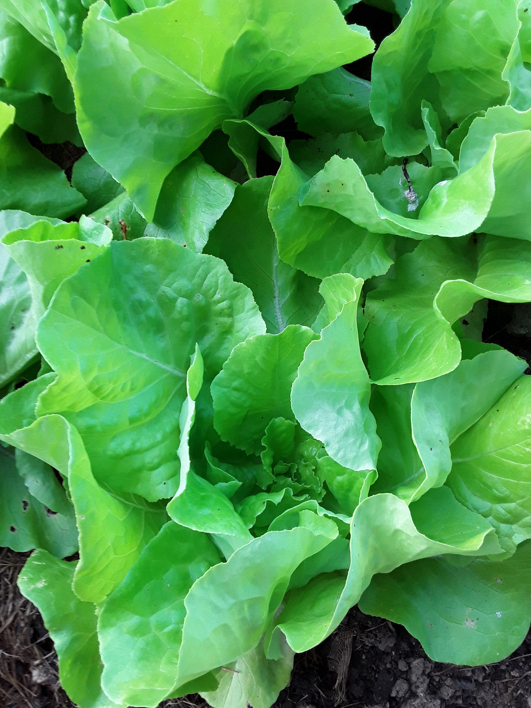 Lettuce: Milagro - seeds