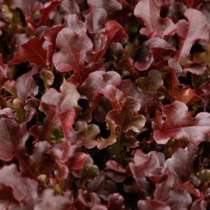 Lettuce: Red Dragon - seeds