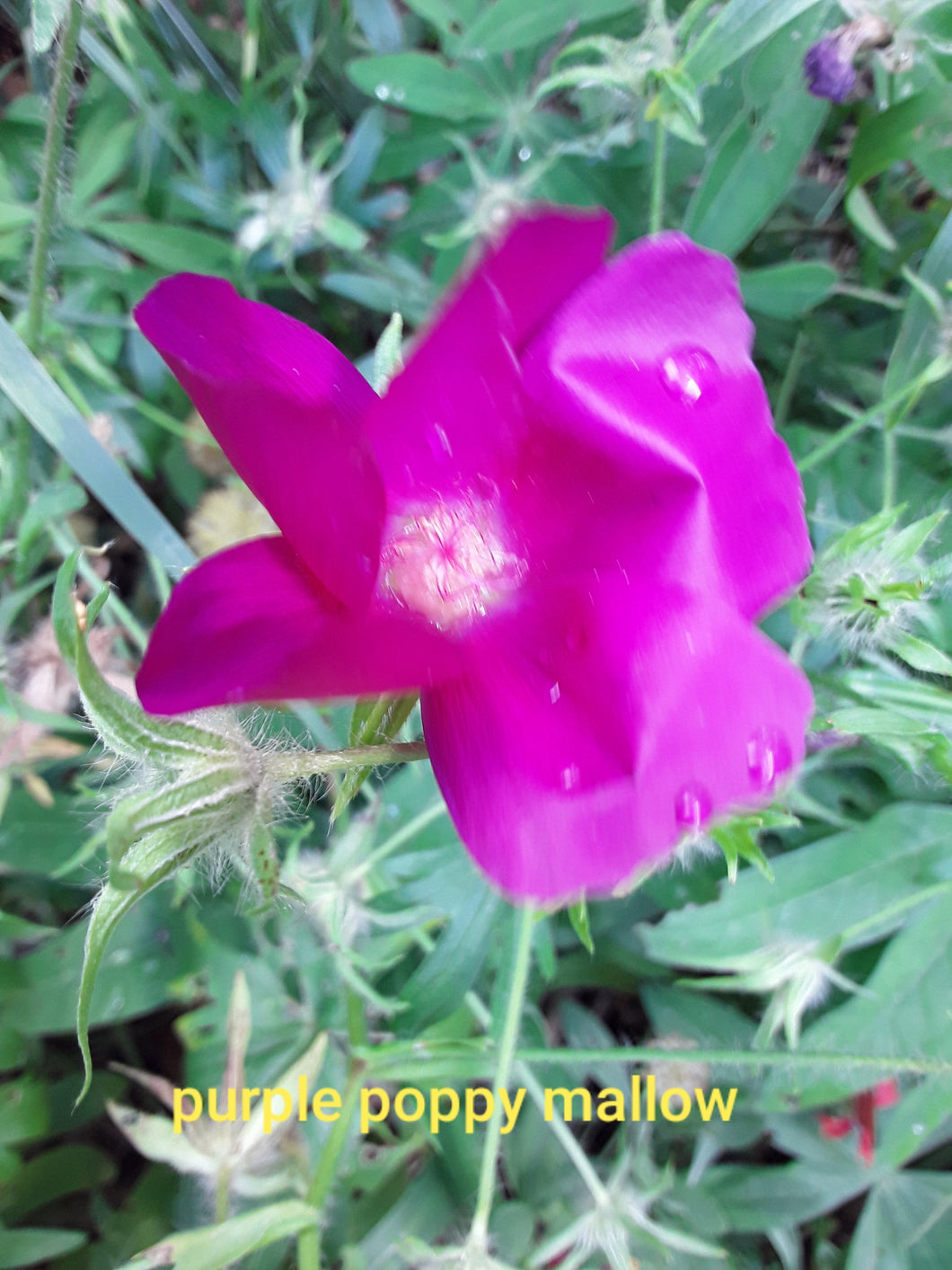 Mallow: Purple Poppy - seeds