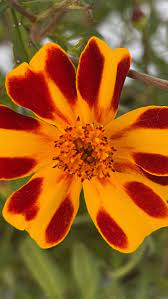 Marigold: Burning Embers - seeds