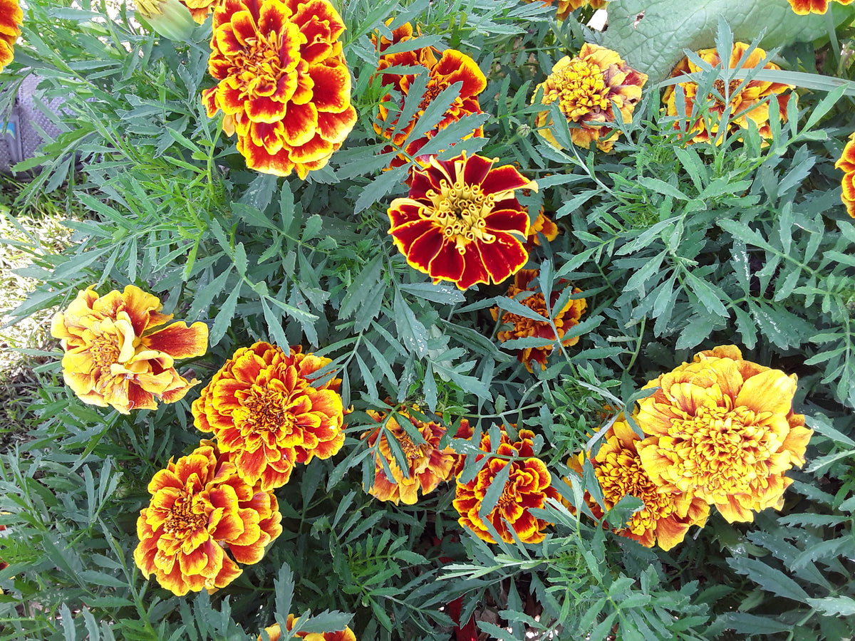 Marigold: Red/Gold Bicolour Colossus - seeds – Thyme Again Gardens