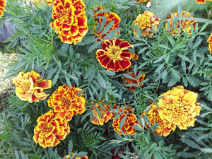Marigold: Red/Gold Bicolour Colossus - seeds