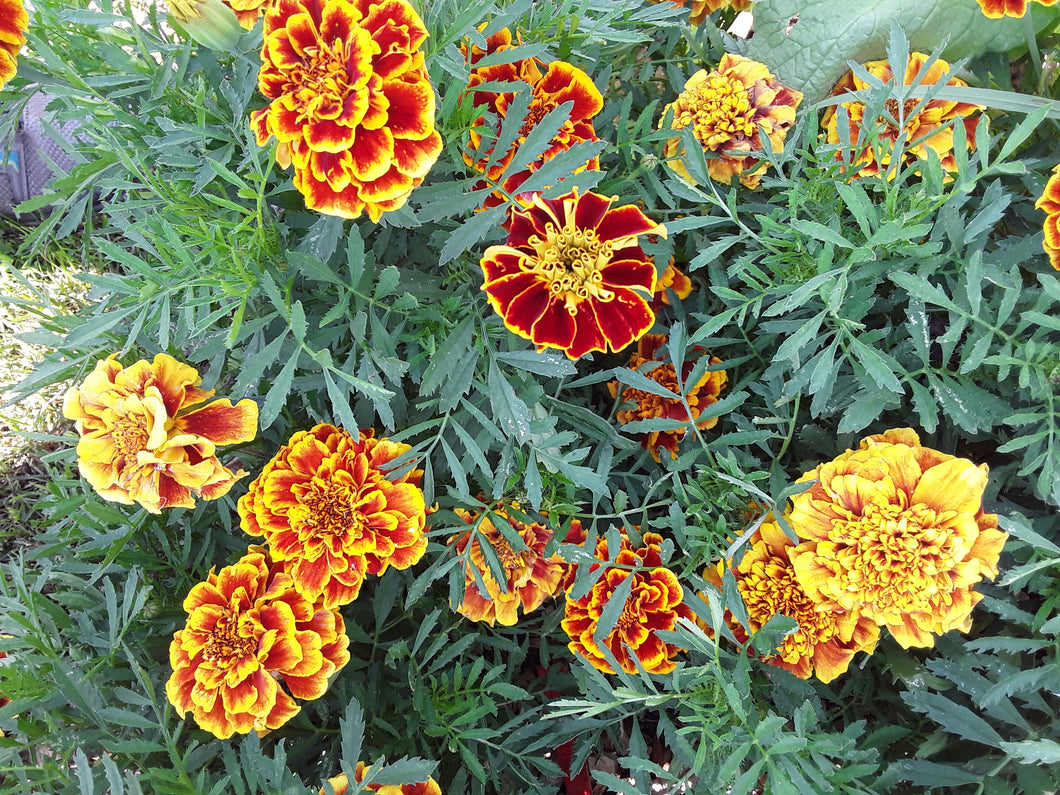Marigold: Red/Gold Bicolour Colossus - seeds