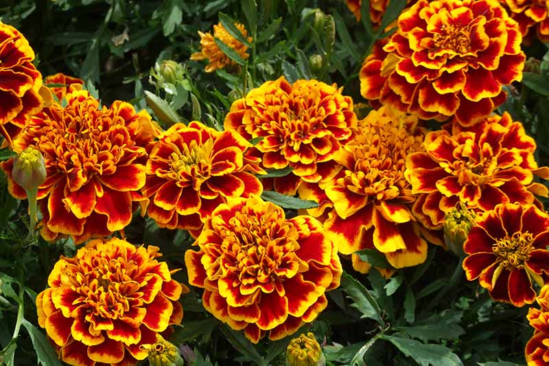 Marigold: Red/Gold Bicolour - seeds