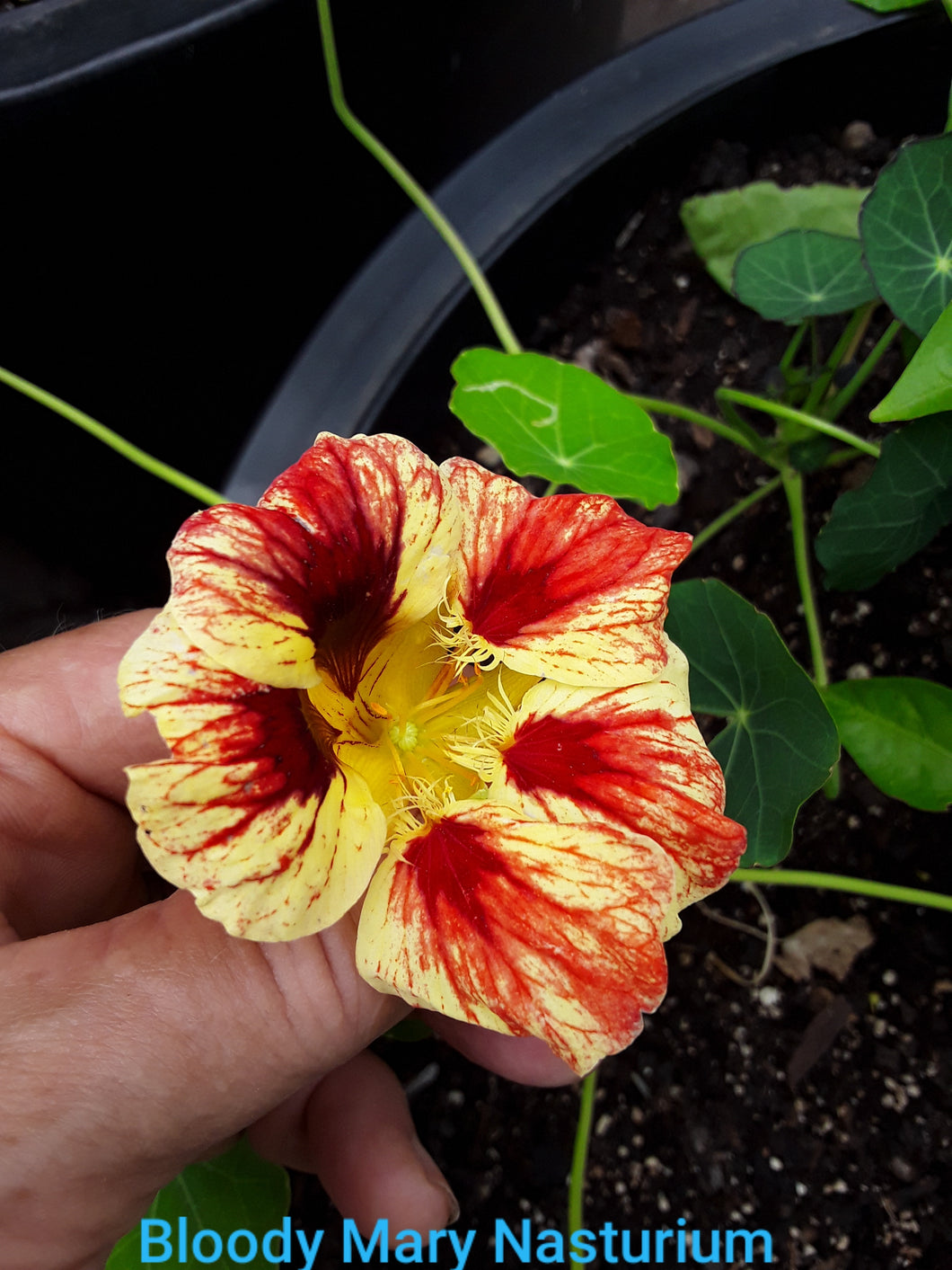 Nasturtium: Bloody Mary - seeds