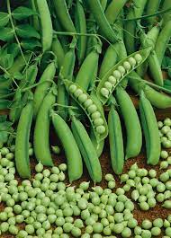 Pea, Garden: Little Marvel - seeds