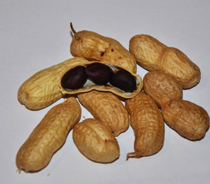 Peanut: Schronces Black - seeds