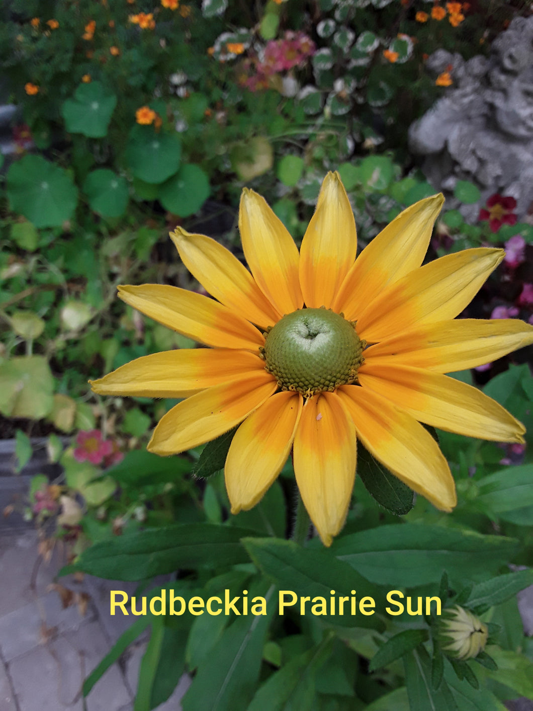 Rudbeckia: Prairie Sun - seeds