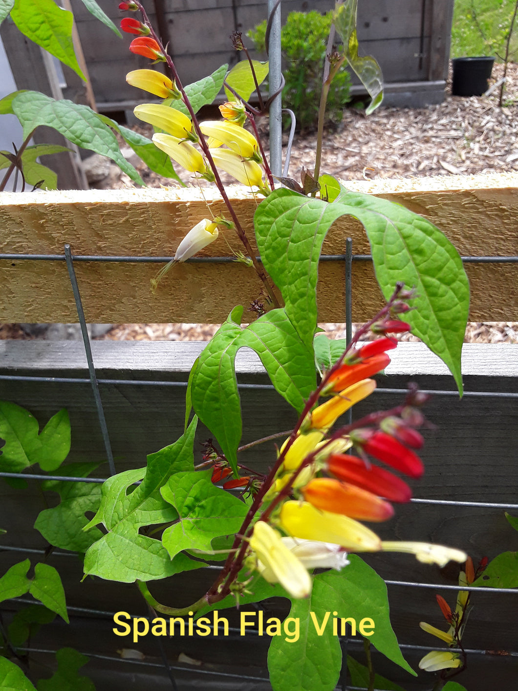 Spanish Flag Vine - seeds