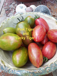 Tomato: Lucky Tiger - seeds