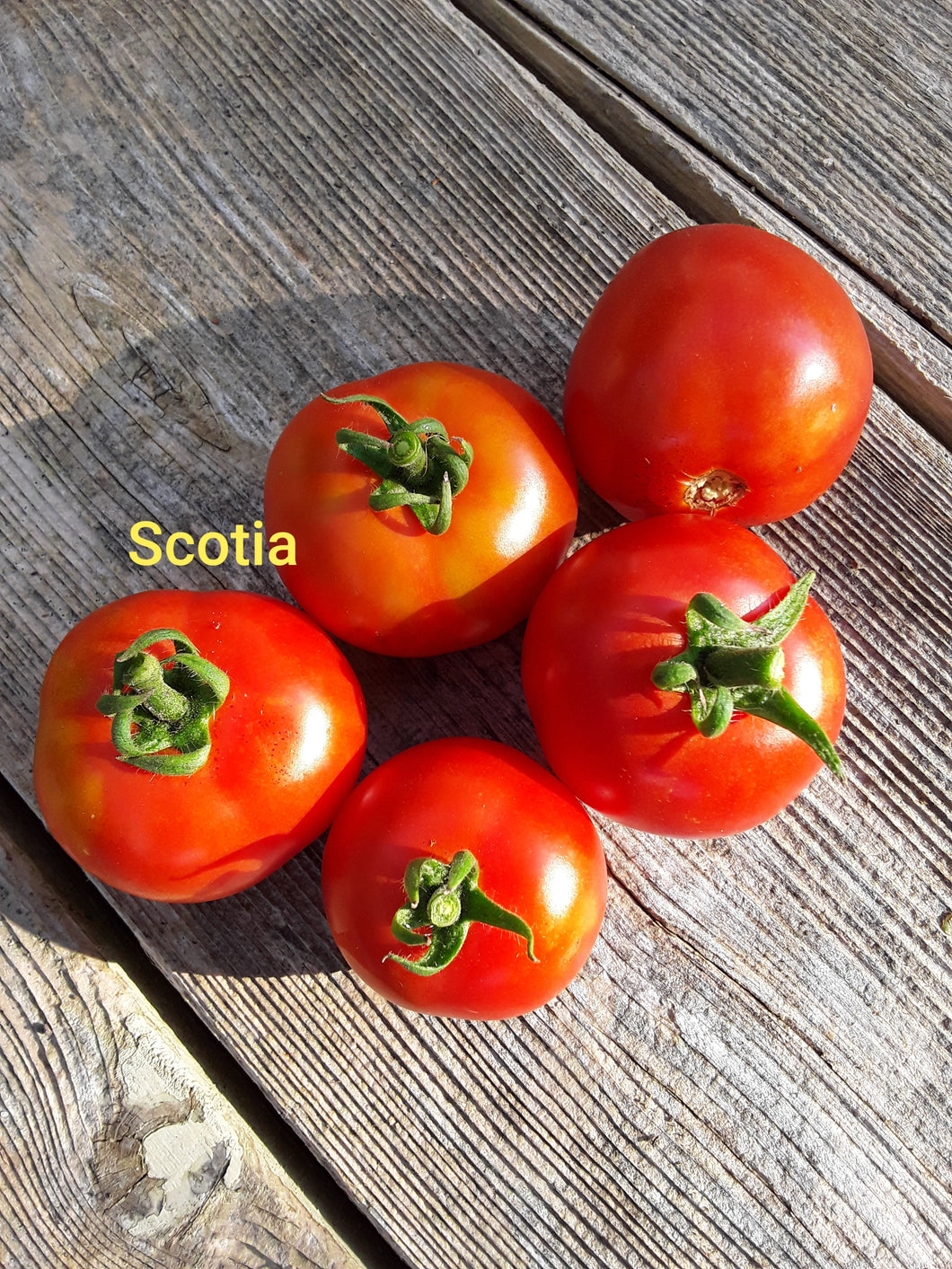 Tomato: Scotia - seeds