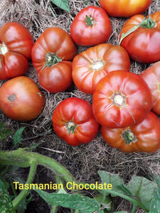 Tomatoes: Tasmanian Chocolate - seeds