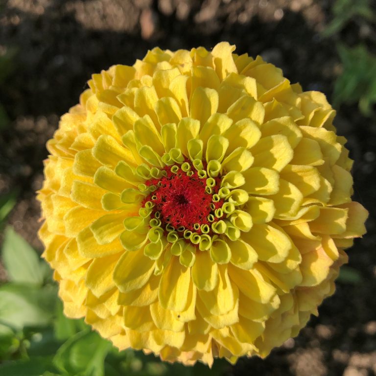 Zinnia: Queen Lemon Peach - seeds