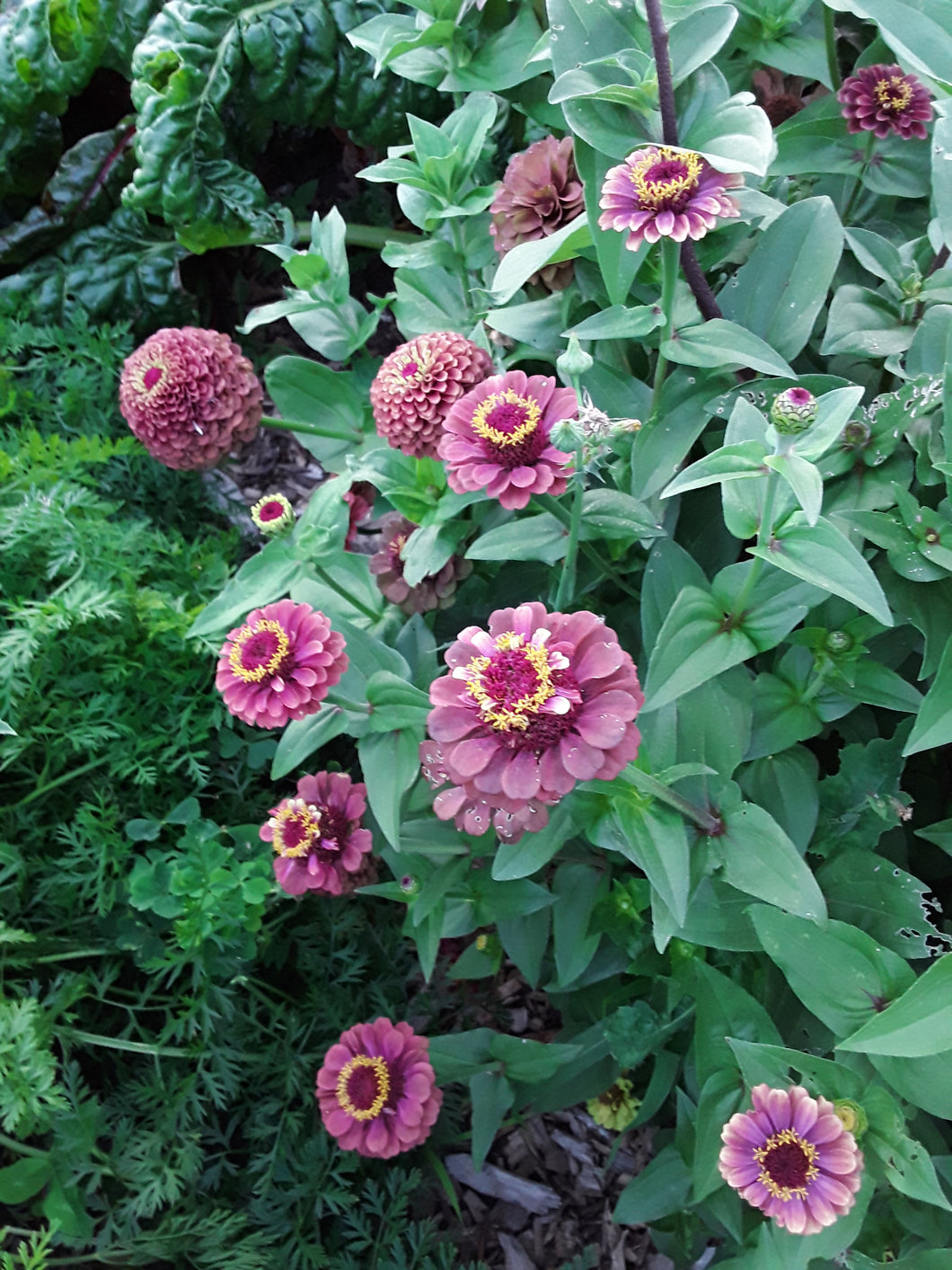 Zinnia: Queen Lime Red - seeds