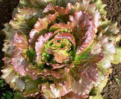 Lettuce: Cardinale - seeds