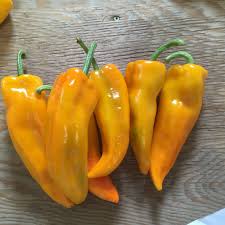 Peppers, Sweet: Gatherer's Gold - seedling