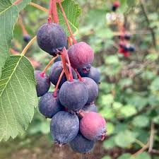 Saskatoon Berry: Northline - seedling
