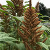 Amaranth: Hot Biscuit - seeds