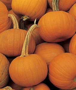 Pumpkin: Small Sugar - seeds