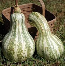 Squash, Winter: Green Striped Cushaw - seedling