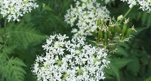 Sweet Cicely - seedling