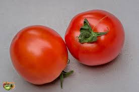 Tomato: Quinte - seedling