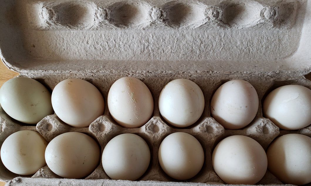 Duck eggs (dozen)