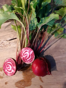 Beets: Chioggia - seeds